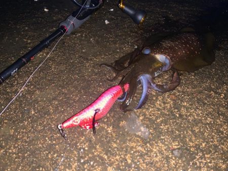 墨族エギが最強なのを立証してきた。