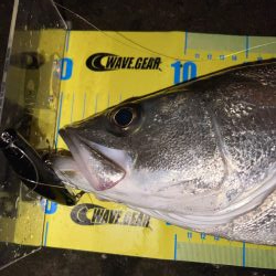 深夜のシーバス