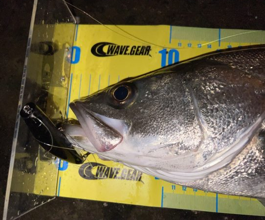 深夜のシーバス