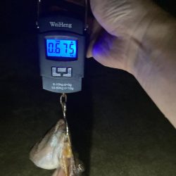 【タコング】台風後釣行