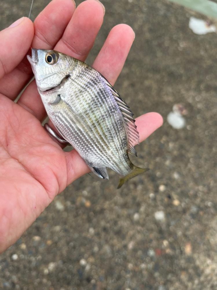 旅行ついでの短時間釣行