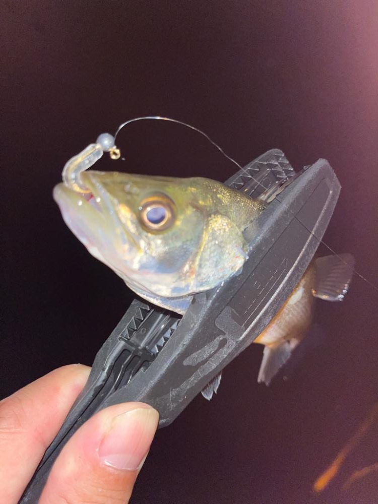 アジング連続釣行