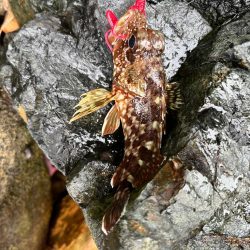 激渋ロックフィッシュ