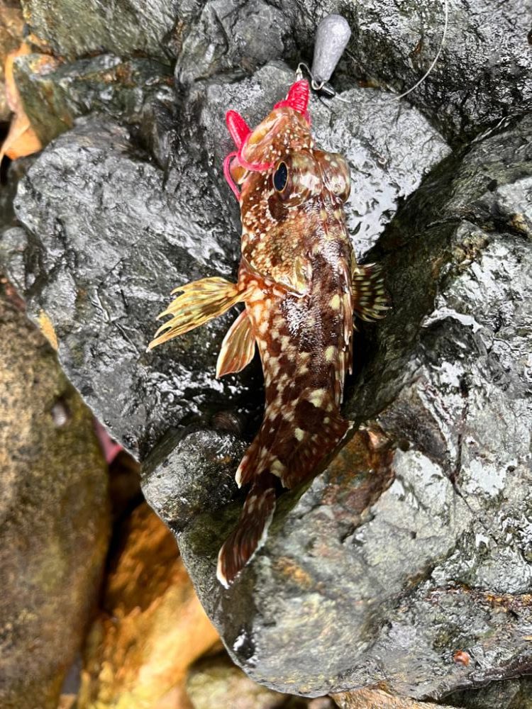 激渋ロックフィッシュ