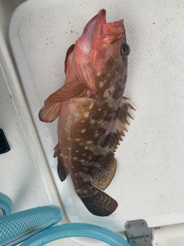 タイラバ自己記録更新！