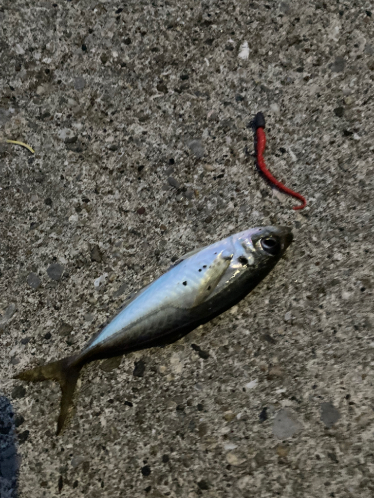 三浦半島ランガン
