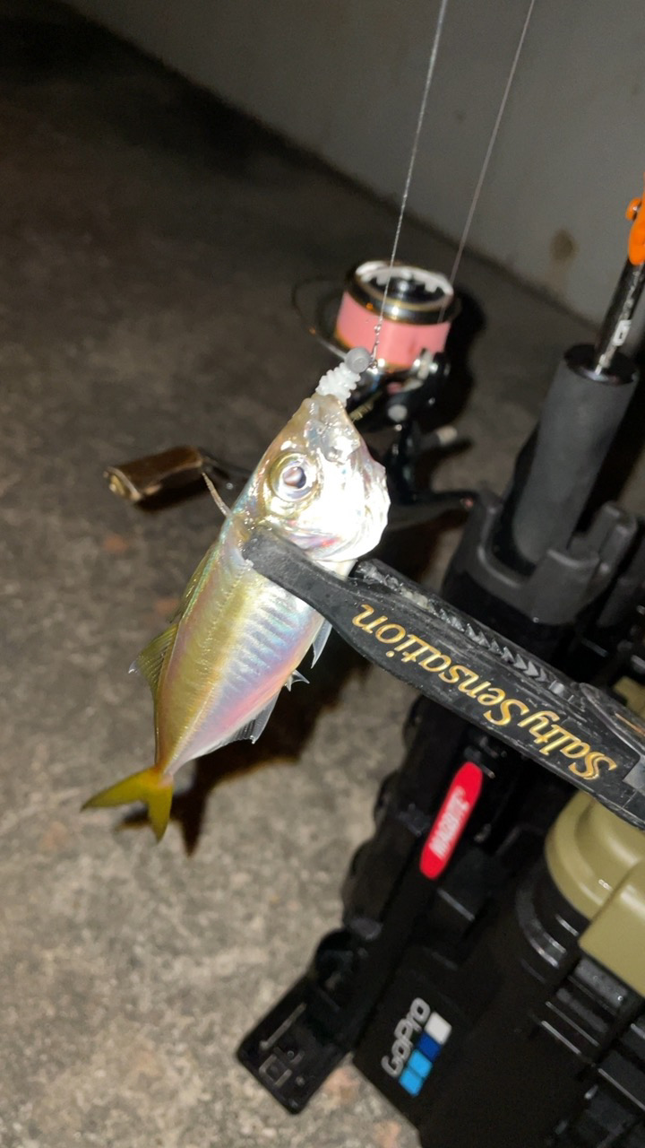 豆アジング修行