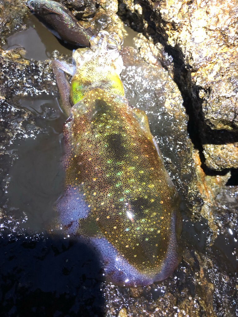 2022 佐渡ヶ島エギング 16回目