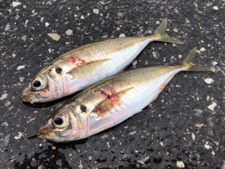 寝坊から、下潮止まり狙い