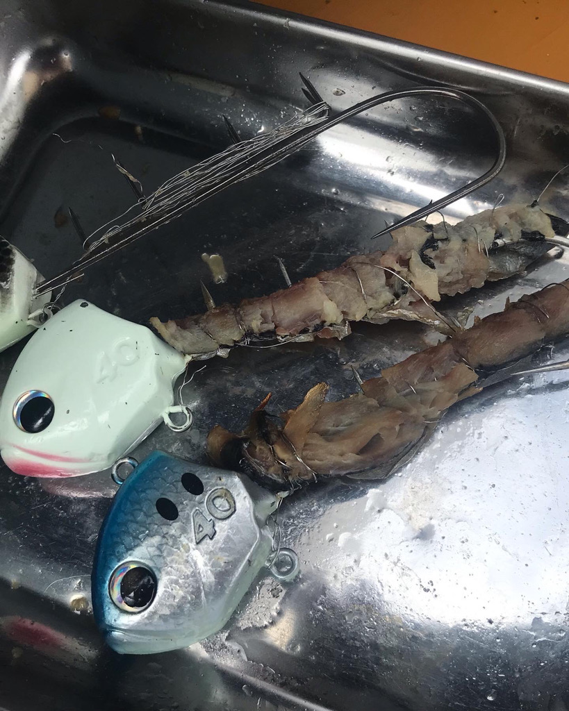 神戸沖のタチウオ