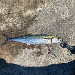 ぎりハマチとサゴシ