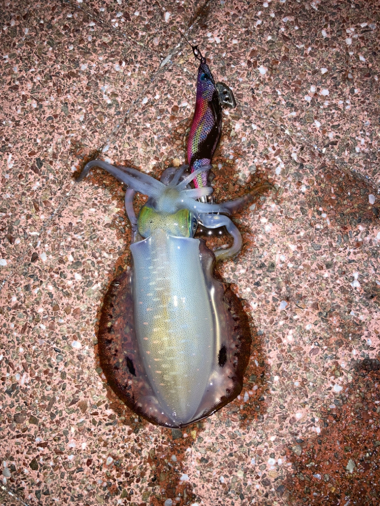 ナイトエギング短時間勝負