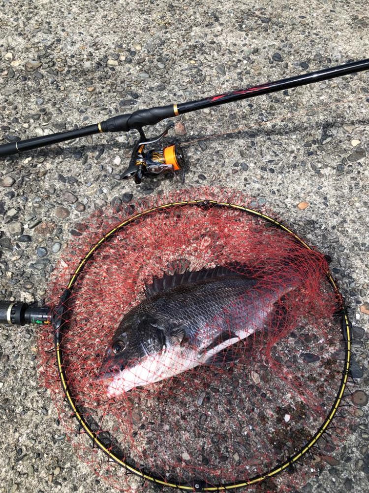 波止フカセ釣り