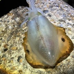 台風前エギング(^｡^)