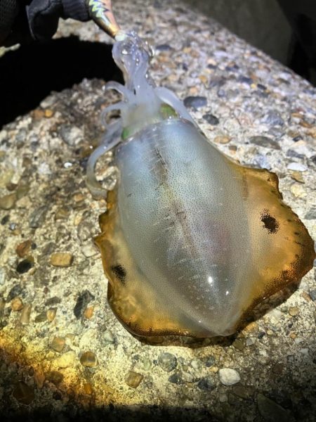 台風前エギング(^｡^)