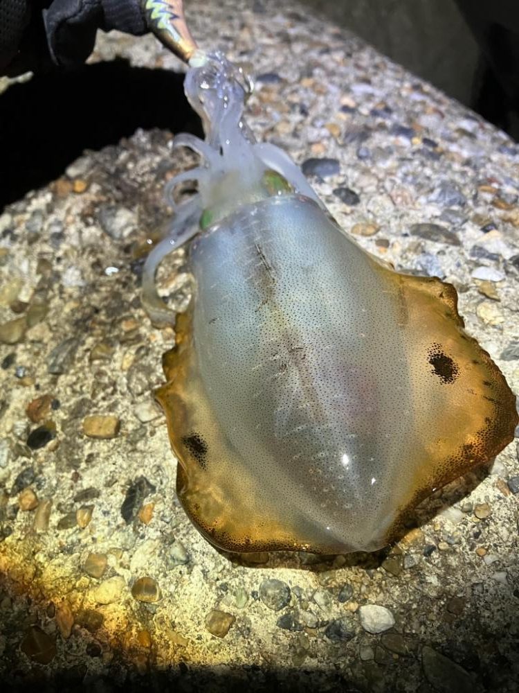 台風前エギング(^｡^)