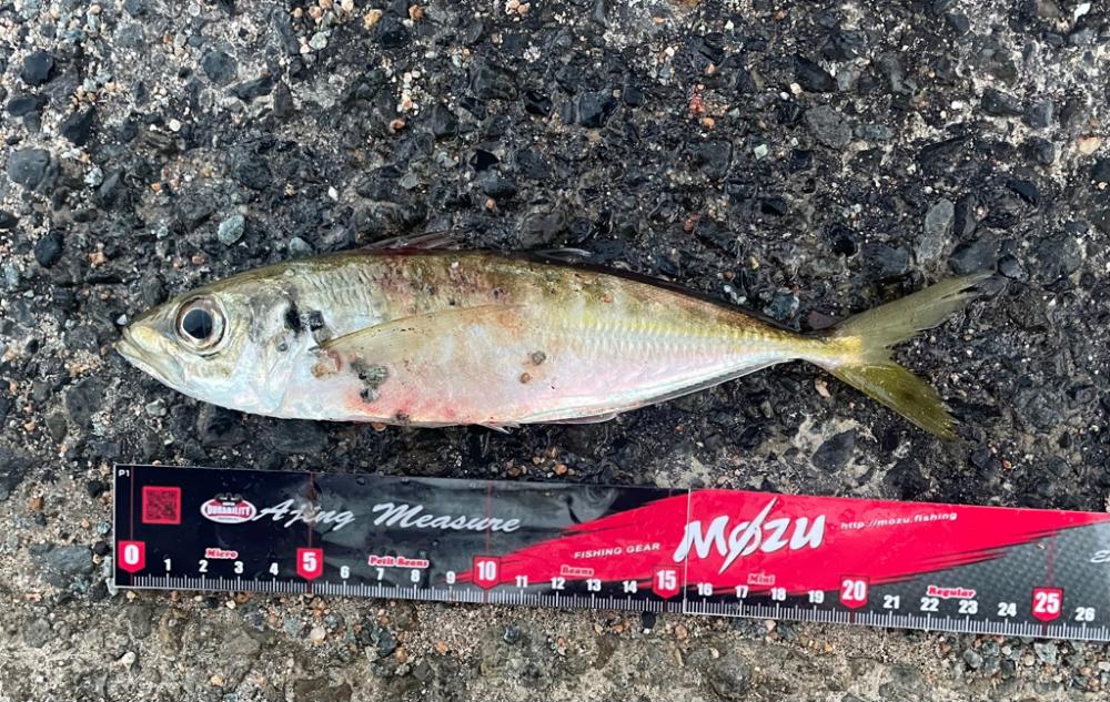 久しぶりにアジング