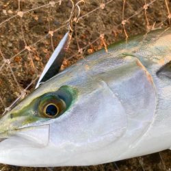 岸和田一文字6時台のハマチの鬼ラッシュ