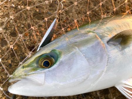 岸和田一文字6時台のハマチの鬼ラッシュ