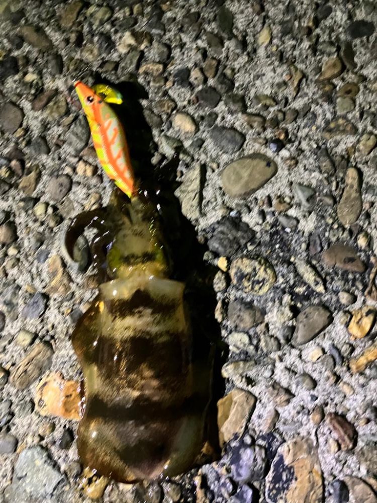 初エギング調査