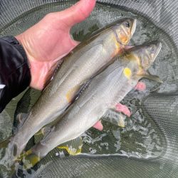大鮎釣り
