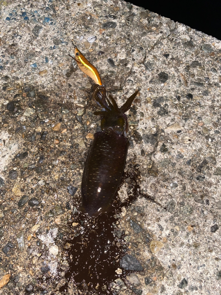 アオリとワタリガニ