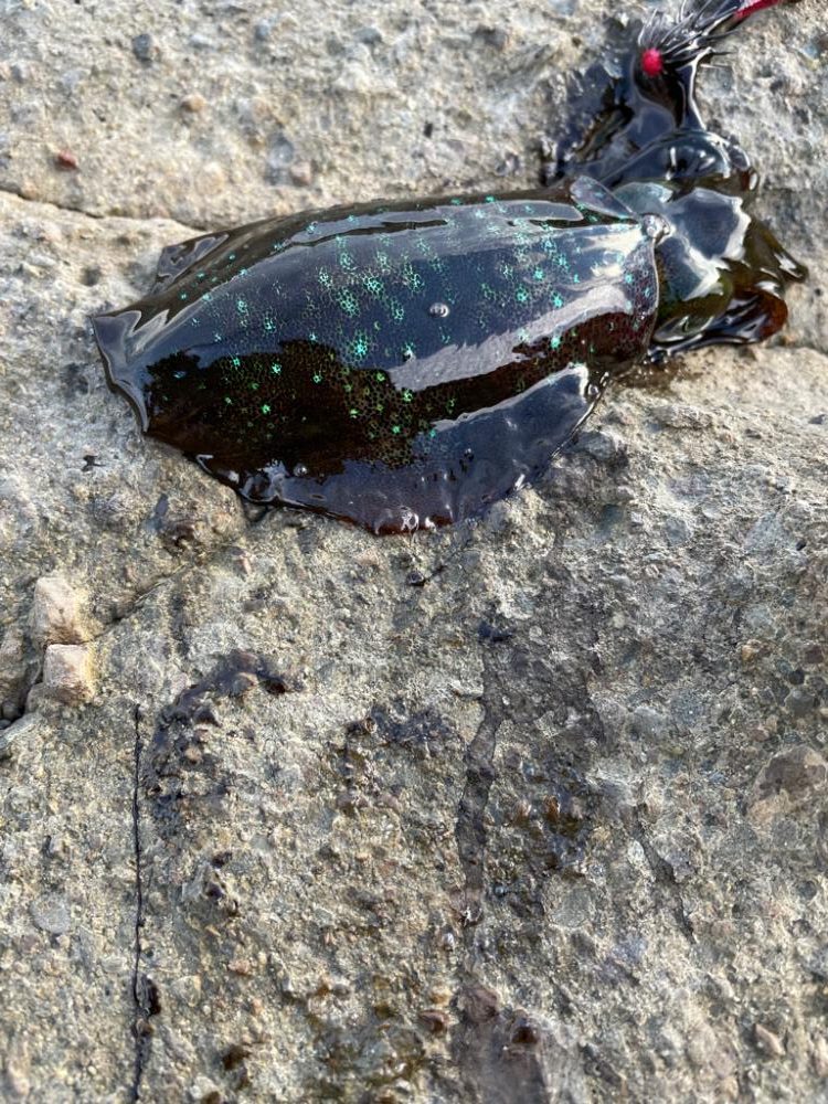 待ちに待ったエギング、ポイント探し。