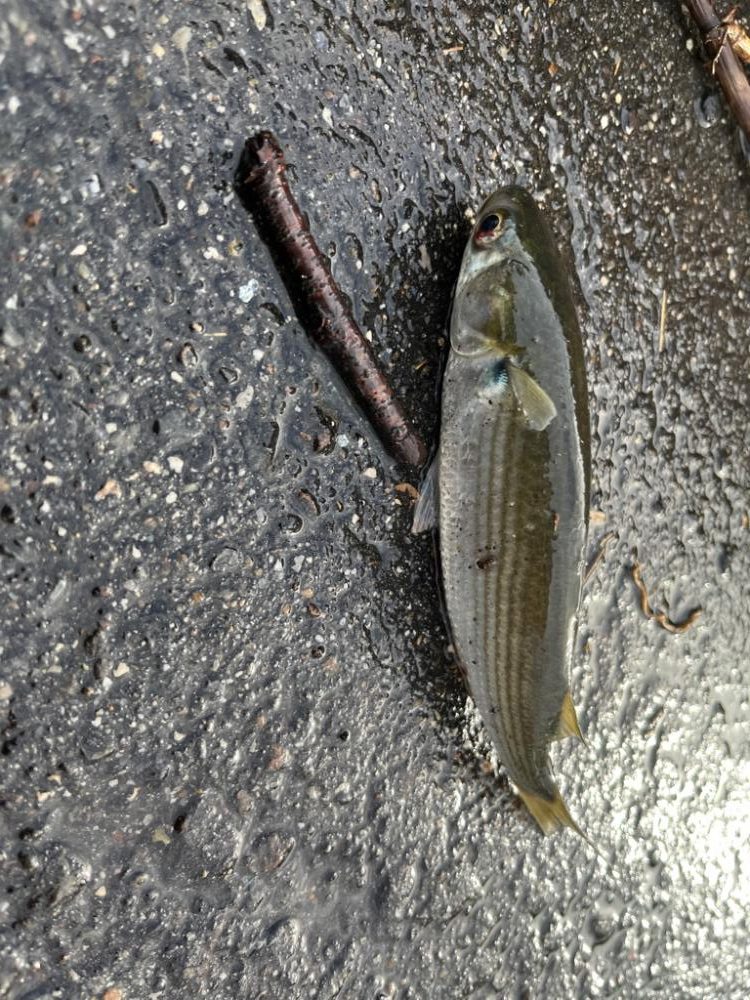 サッパ、アジ、ハゼ