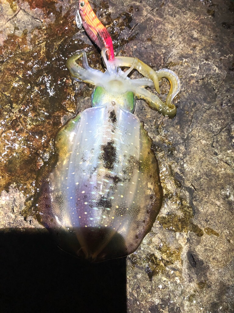 2022 佐渡ヶ島エギング 8回目