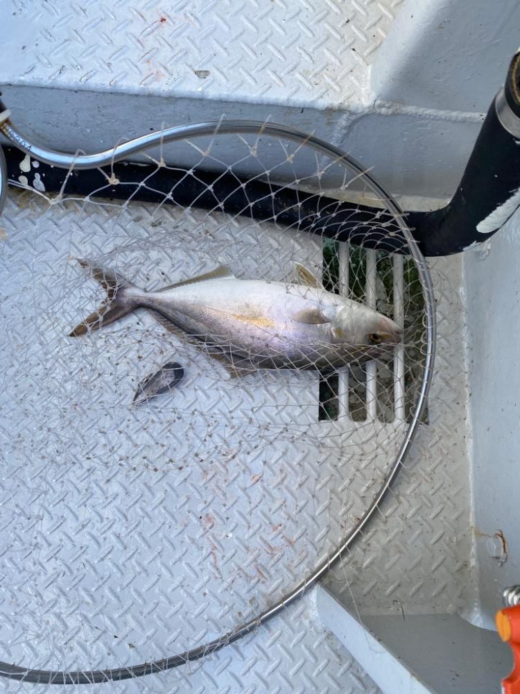 淡路島　落とし込み釣り