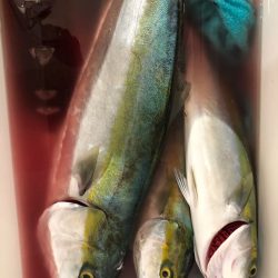 秋の青物は気まぐれでした…