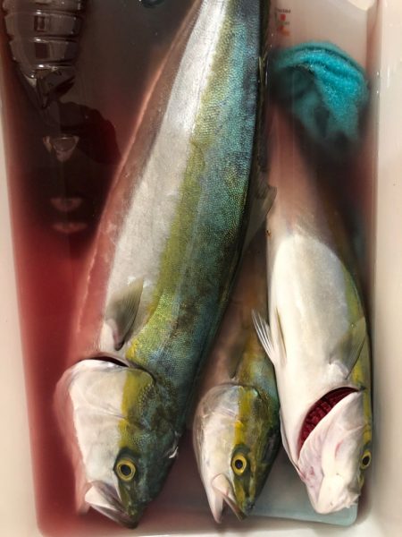 秋の青物は気まぐれでした…