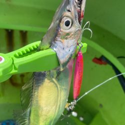 バリバスカップ参戦！！