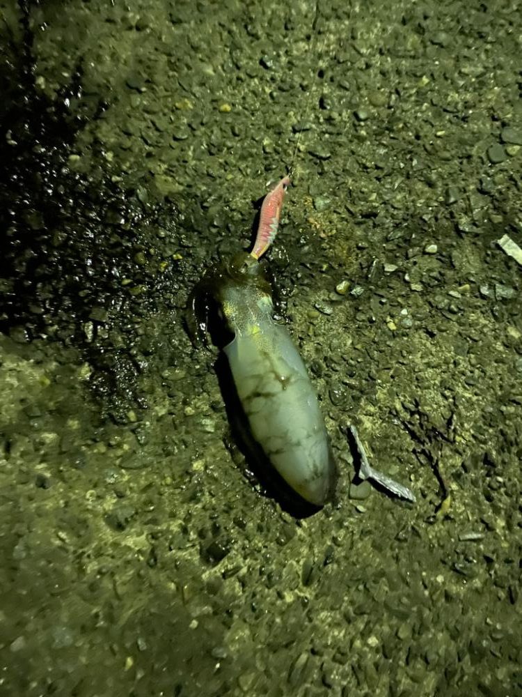 今年初エギング