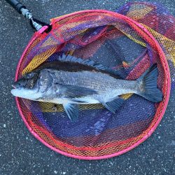 ヘチってきました