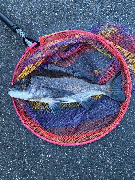 ヘチってきました