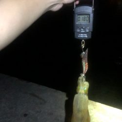 【越前】アオリイカ探し②