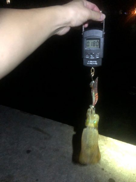 【越前】アオリイカ探し②