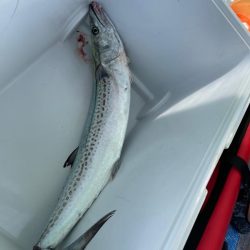 青物狙いでサワラ