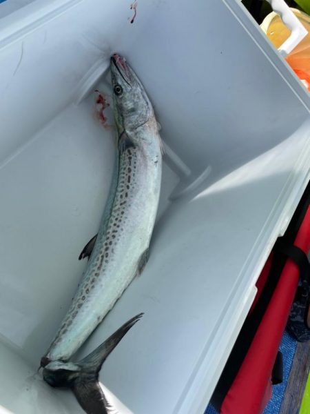 青物狙いでサワラ