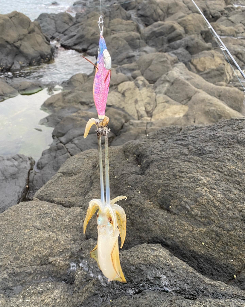 日本海アオリイカ