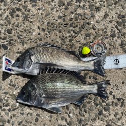 近場でチヌ釣り