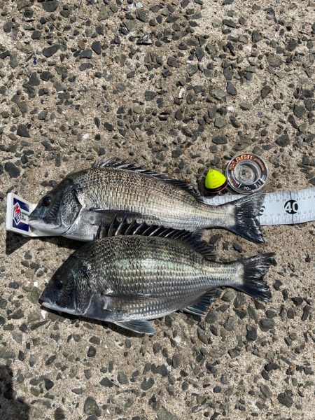 近場でチヌ釣り