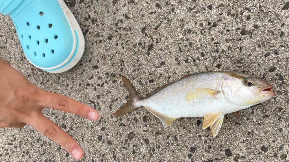 隠岐島でネリゴ!