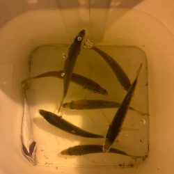 スッキリアジング