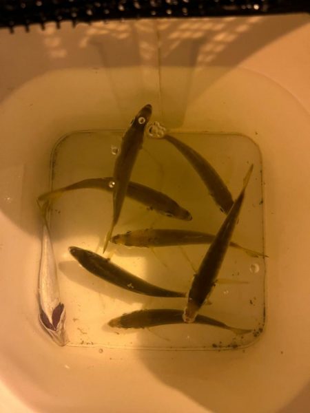 スッキリアジング