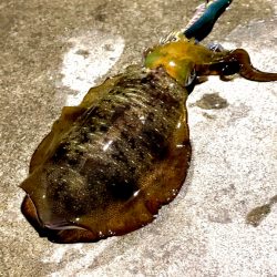 秋イカ順調に育ってます