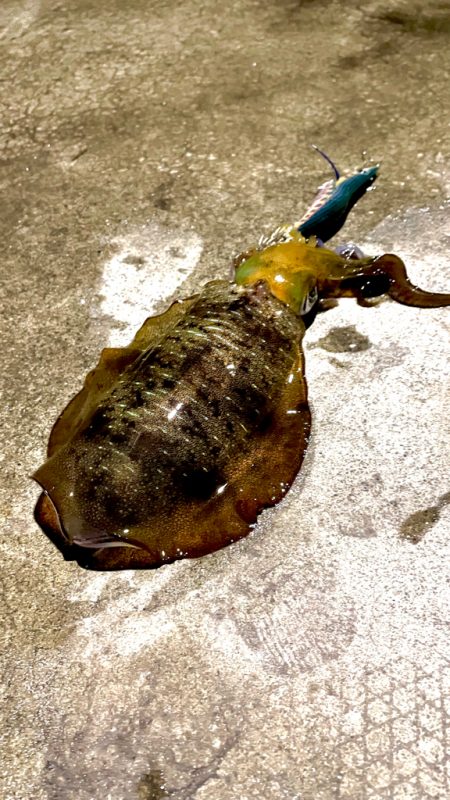 秋イカ順調に育ってます