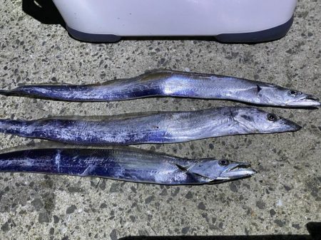 今年初タチウオ