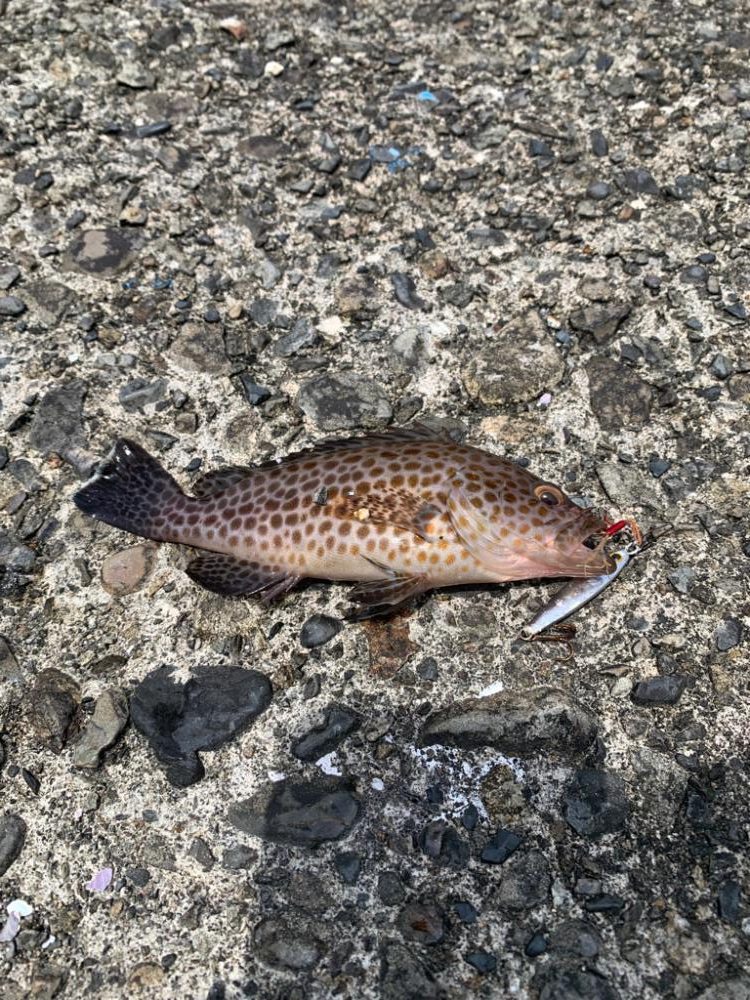 のませ釣りにて